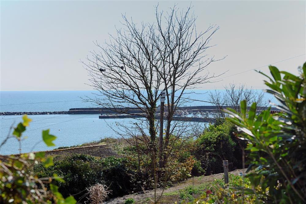Tulip Tree * Lyme Regis